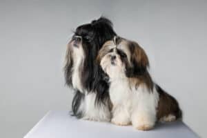 Two Shih Tzu dogs.
