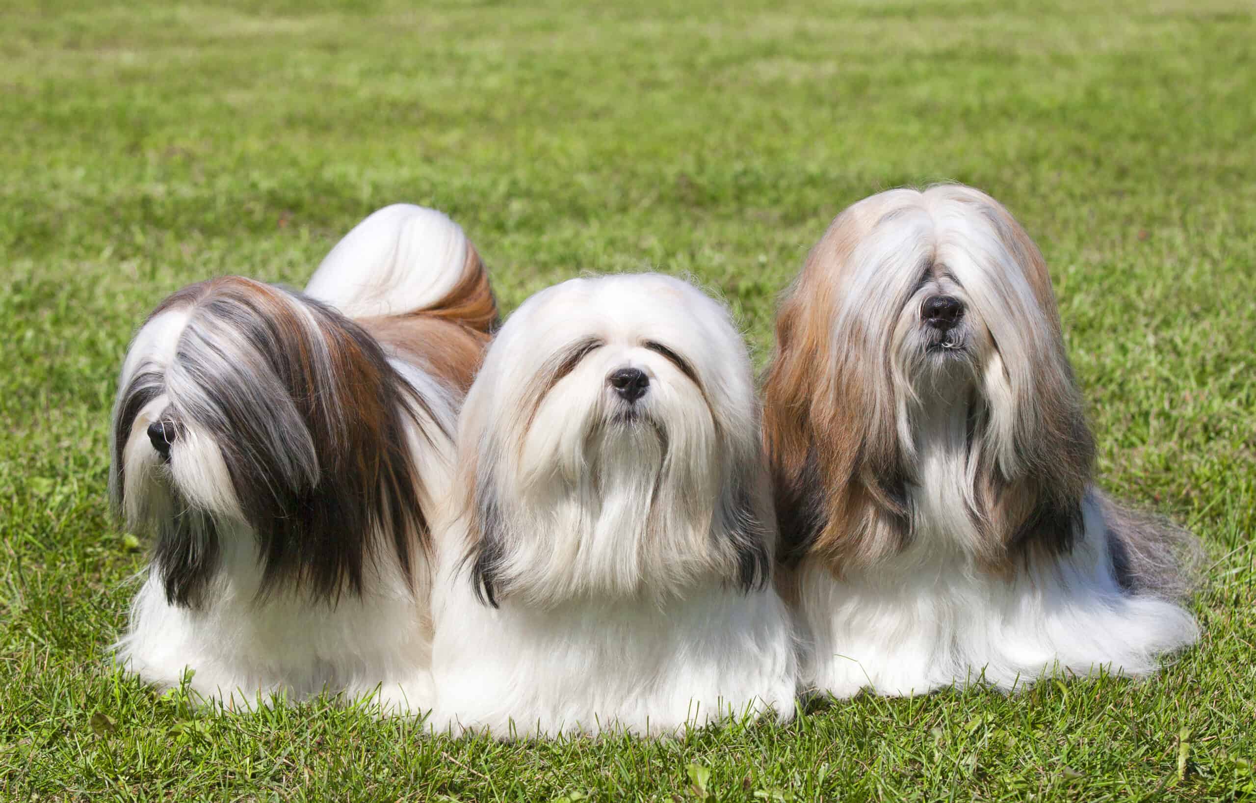 3 purebred Lhasa Apso on the grass.