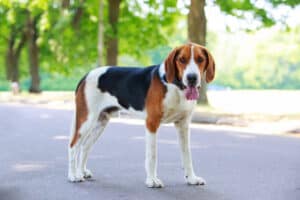 American Foxhound in park.