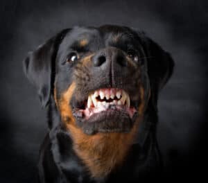 Rottweiler showing aggression.