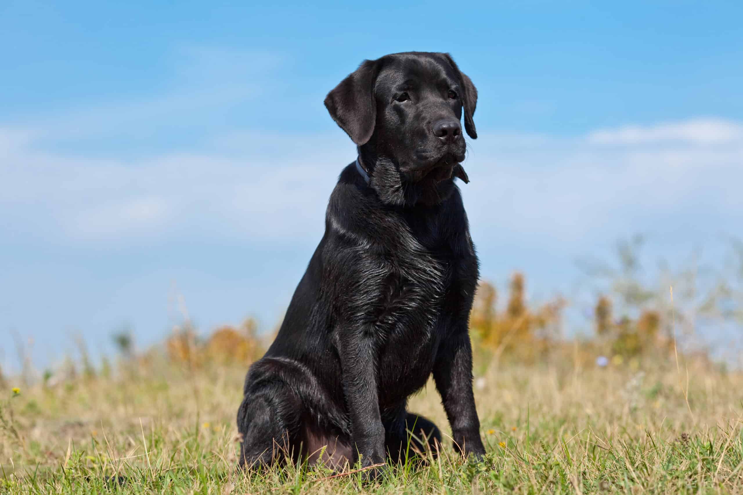 Are Labrador Retrievers Good Guard Dogs.