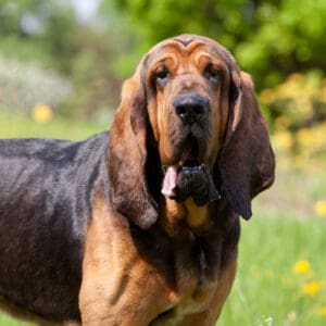 Bloodhound in the field.