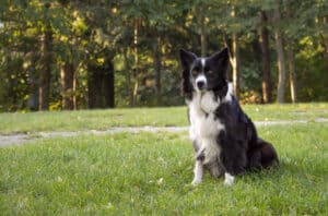Are Border Collies Good Family Dogs?