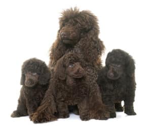 are poodles hypoallergenic