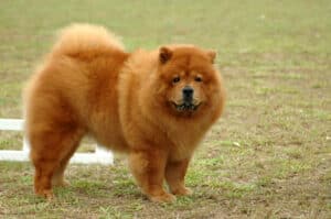 Chow Chow in the park.