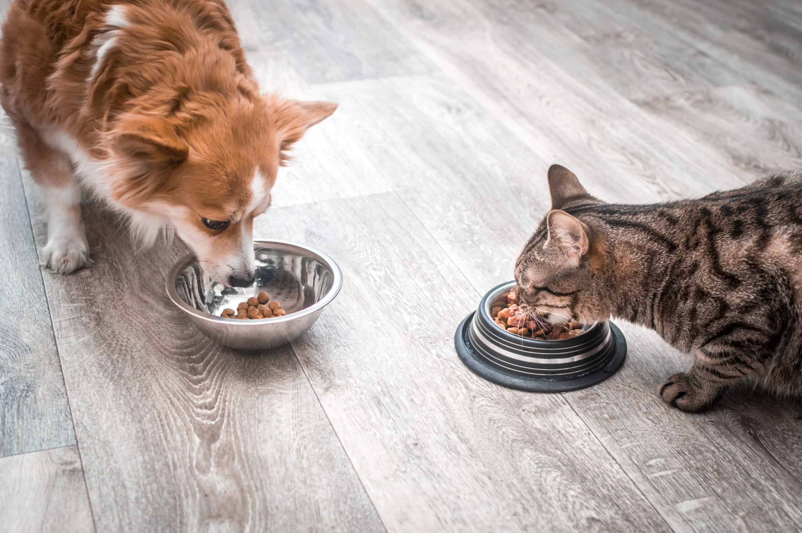 Dog and cat eating together.