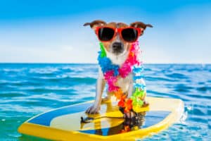 Dog Travels to Hawaii
