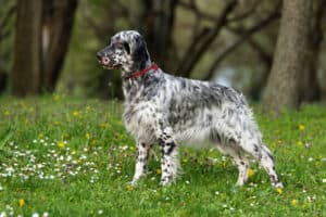 English Setter health issues