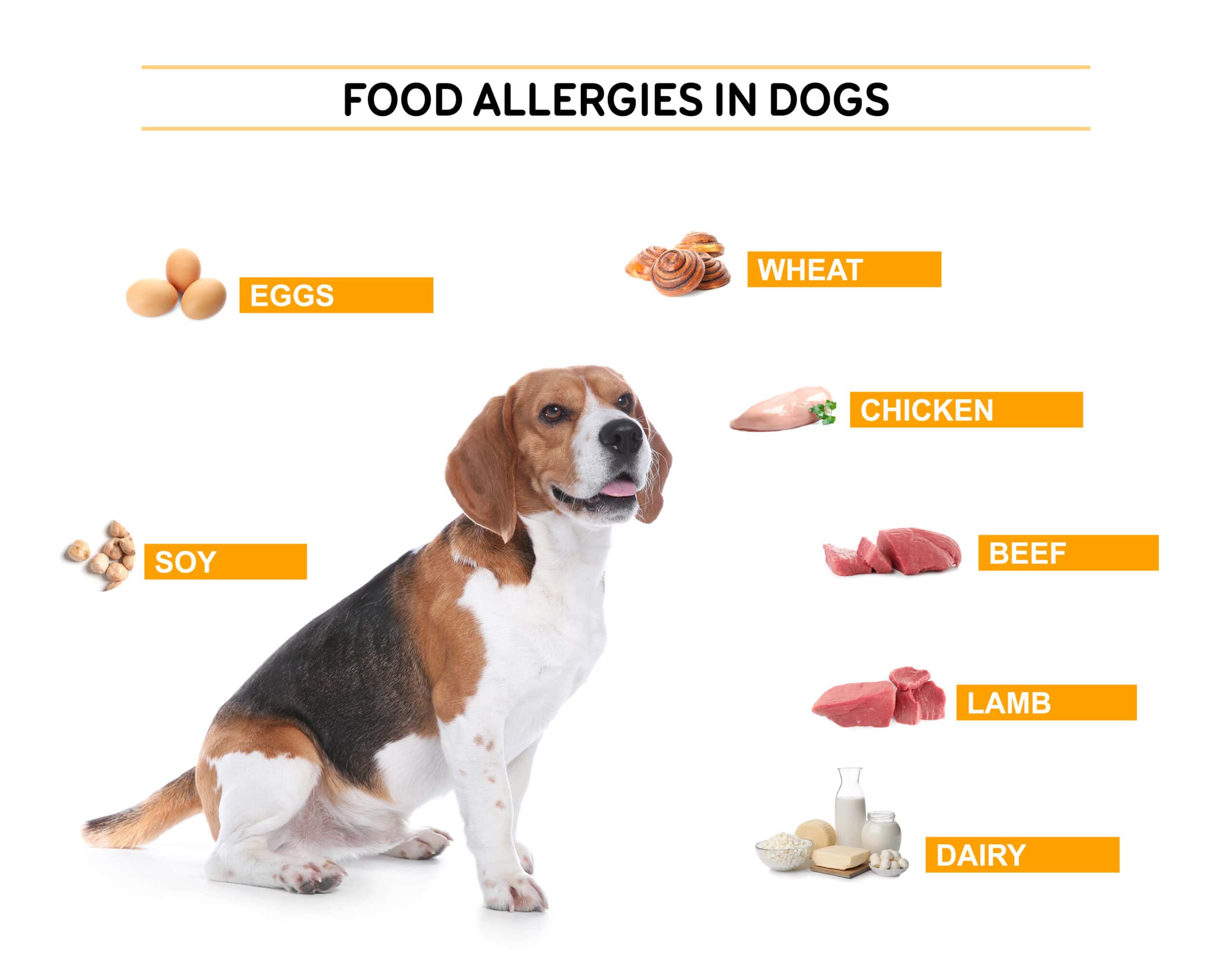 Food allergies in dogs
