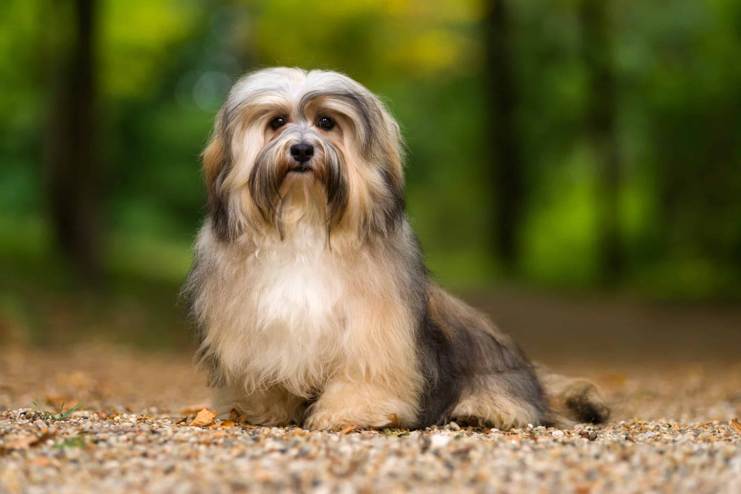 Are Havanese Easy to Train