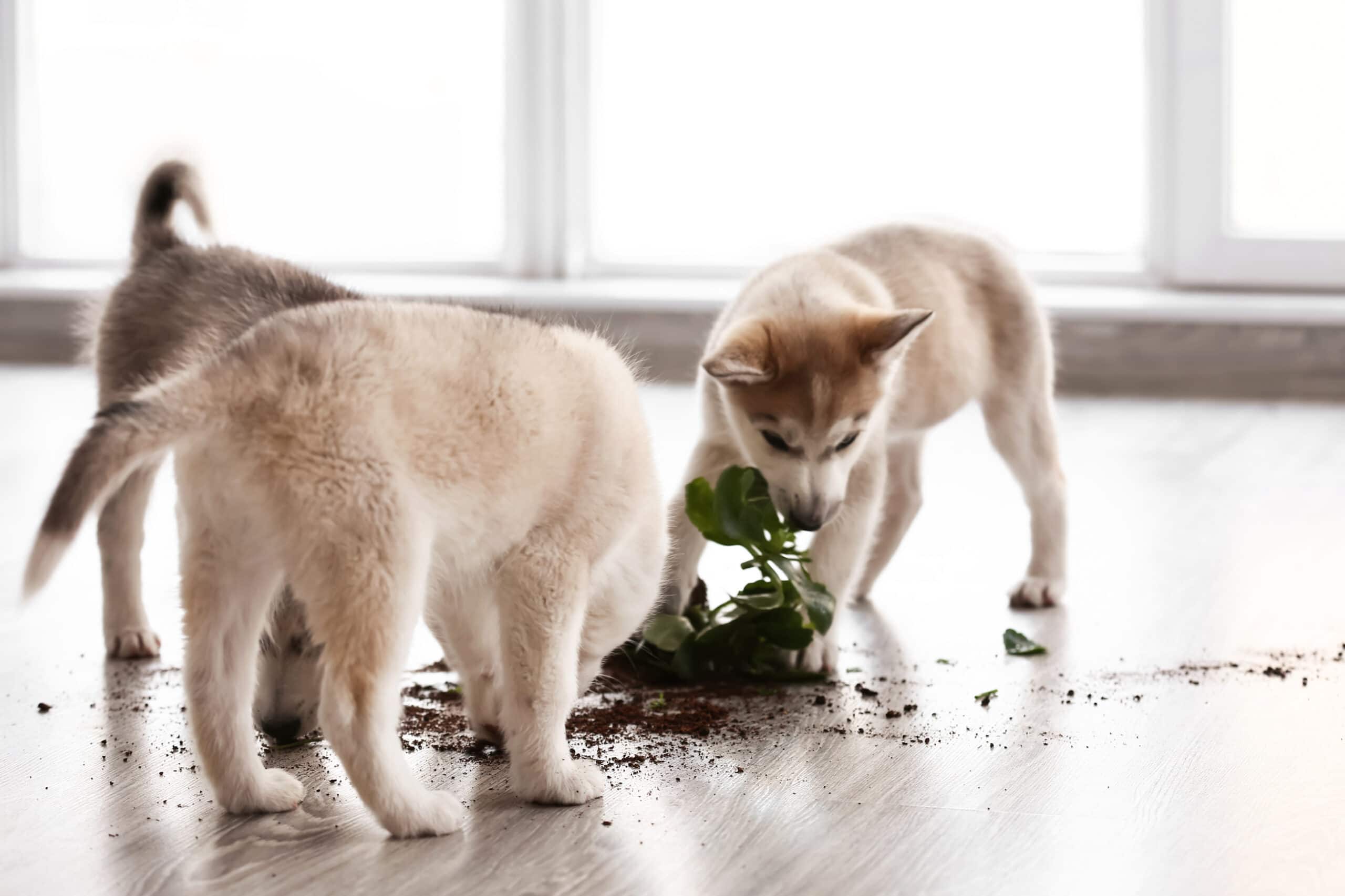 Husky puppies chewing houseplant.