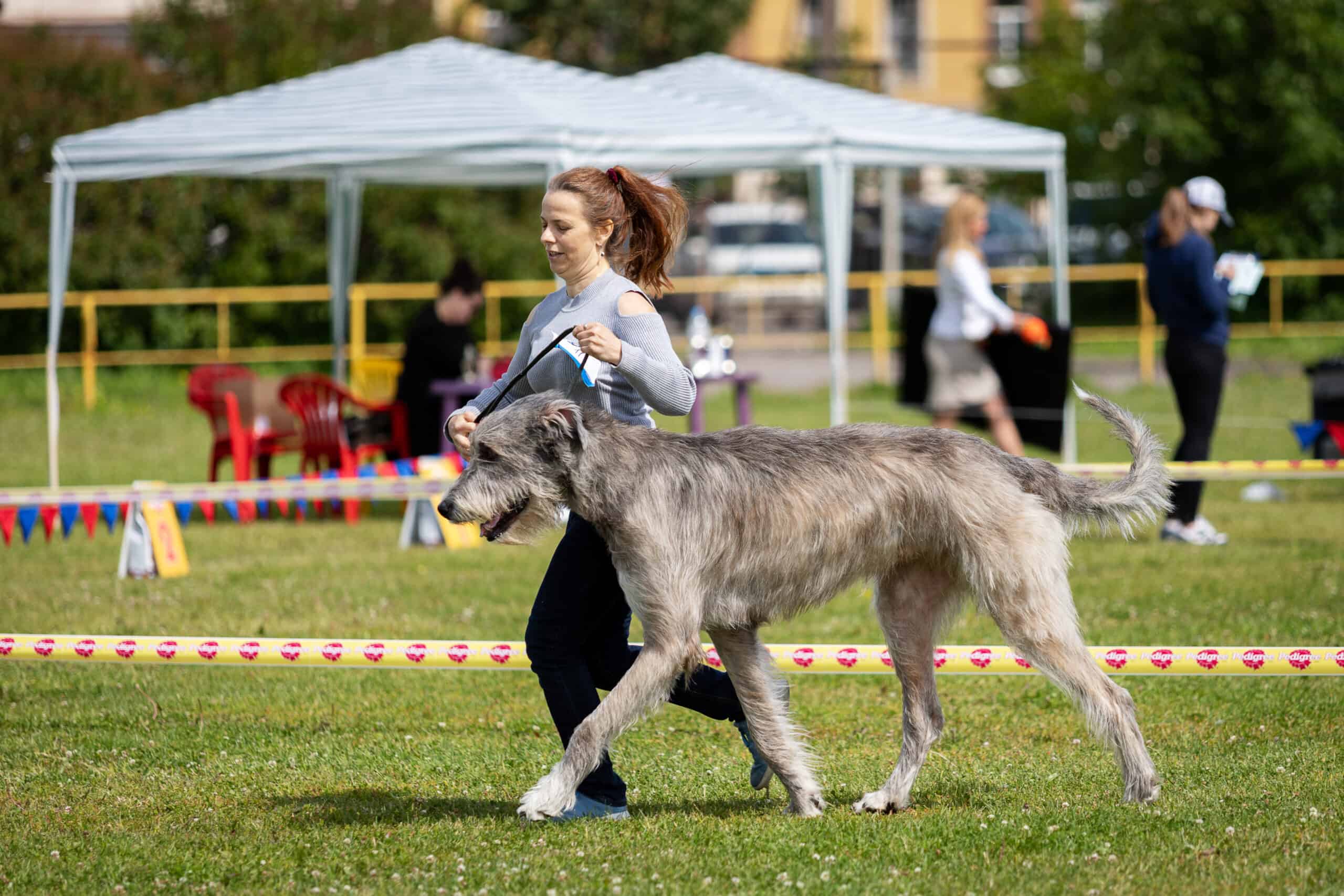 Irish Wolfhound at dog show.