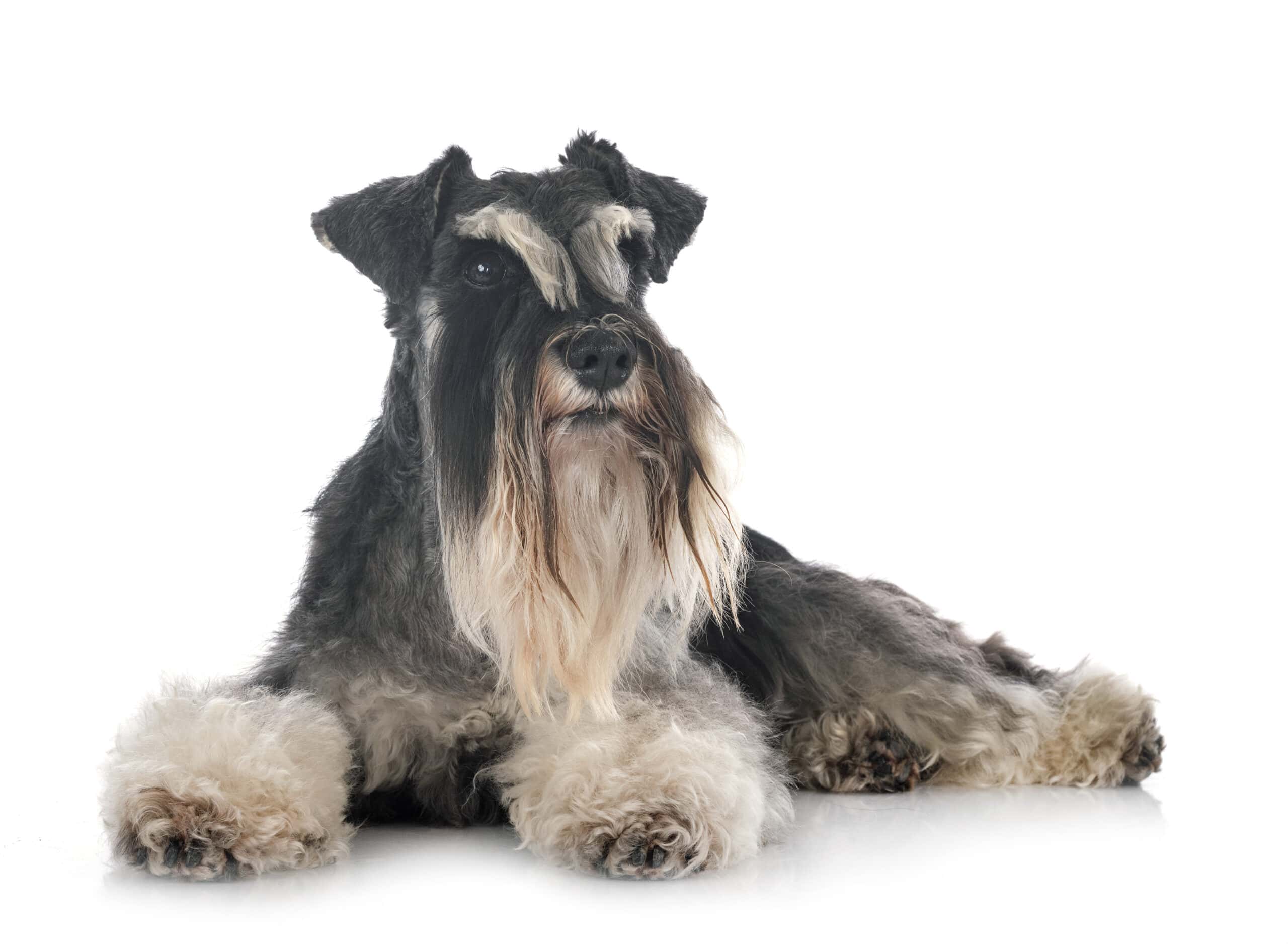 is a Schnauzer a good family dog
