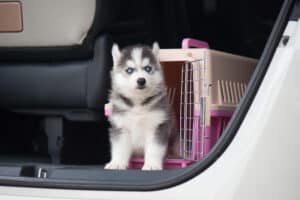 Siberian Husky puppy traveling in car.