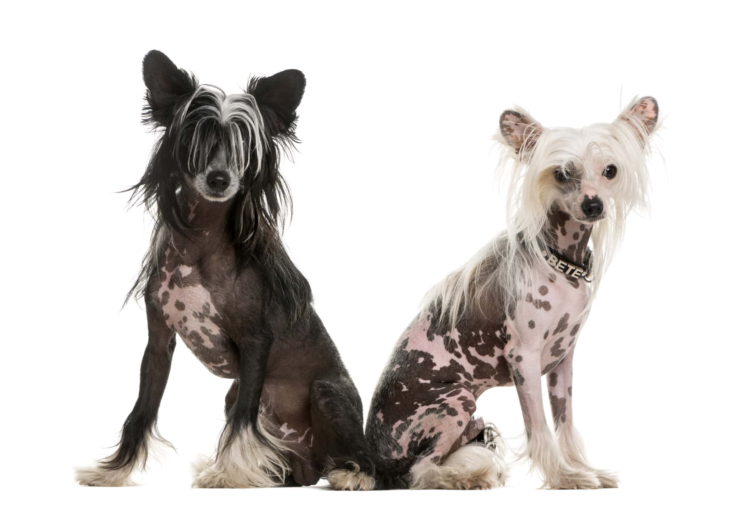 Two Chinese Crested Dogs