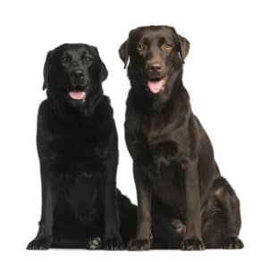 Chocolate and Black Labs.