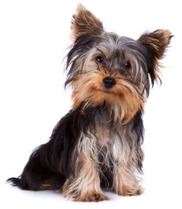 Female Dog Names for Small Dogs
