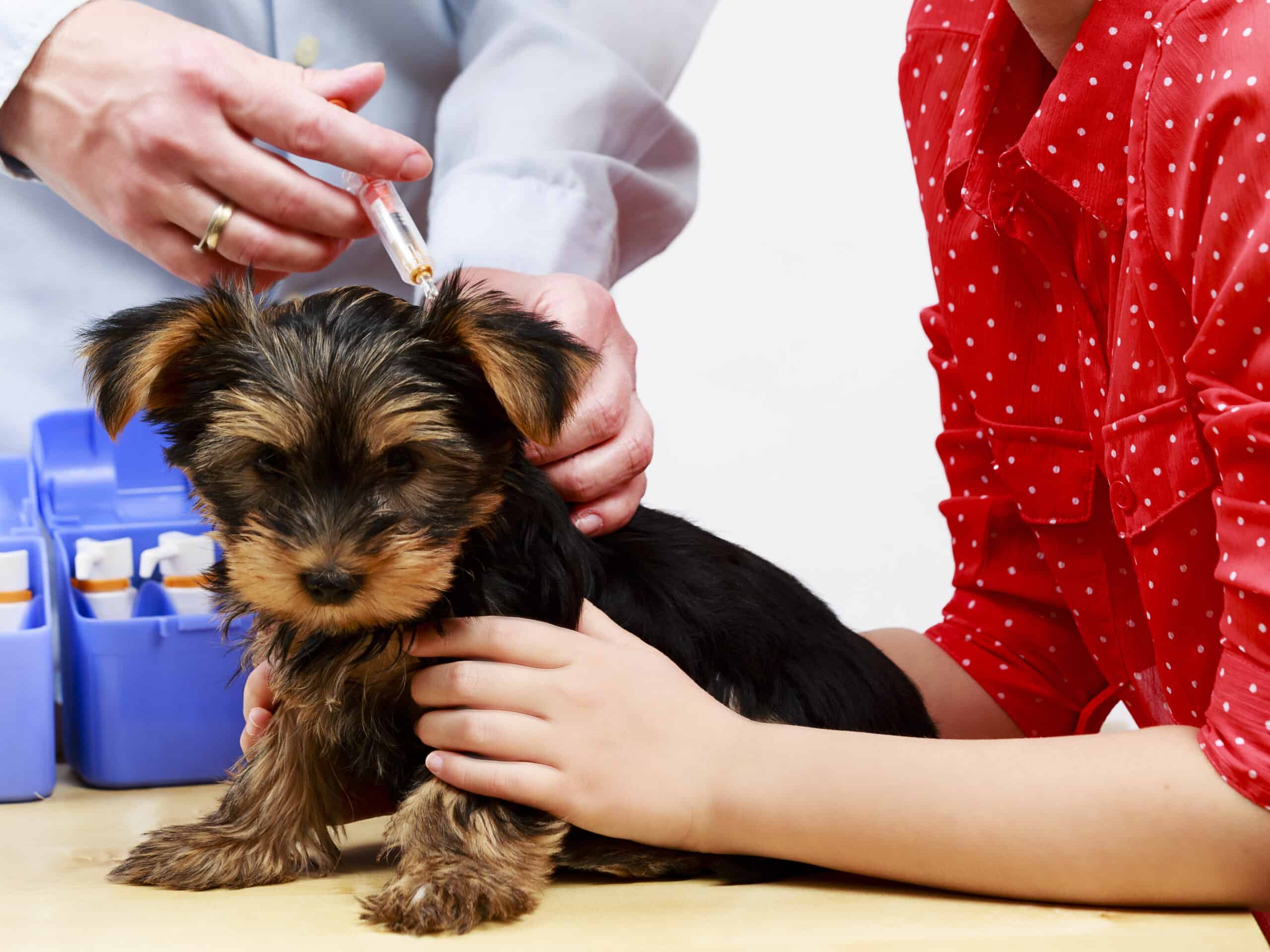 Yorkshire Terrier puppy receiving vaccination.