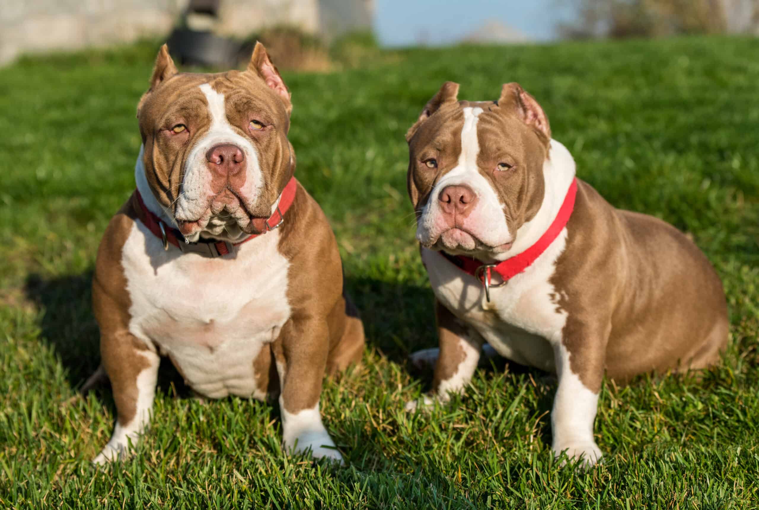 Two Chocolate color American Bully dogs are in the yard.