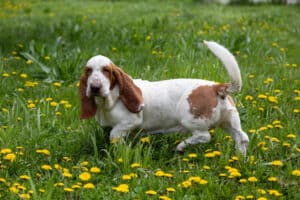 can basset hounds go hiking
