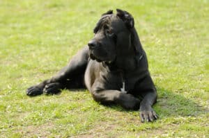 Cane Corso in the yard