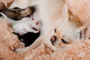 Chihuahua mom nursing litter of puppies.
