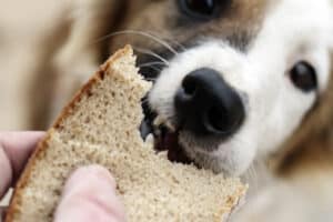 Dog eating a piece of bread.