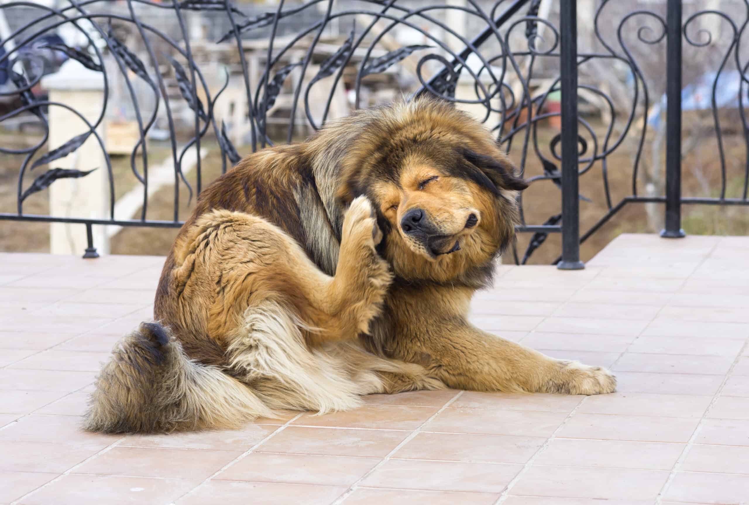 Tibetan Mastiff Dog Scratching Flea