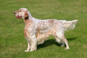English Setter in the yard