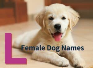 Female Dog Names - L