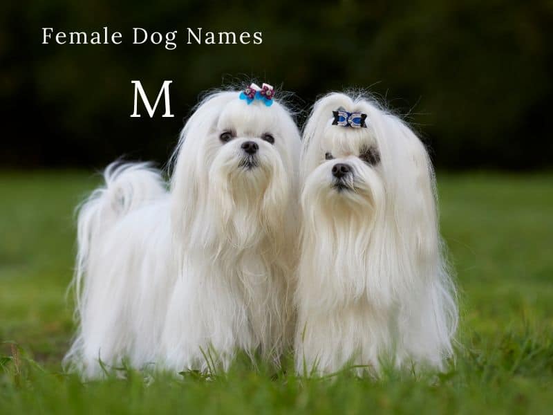 Female Dog Names M
