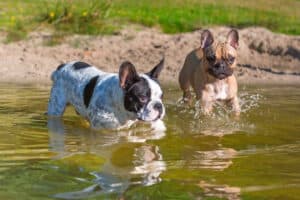 French Bulldogs in the water.