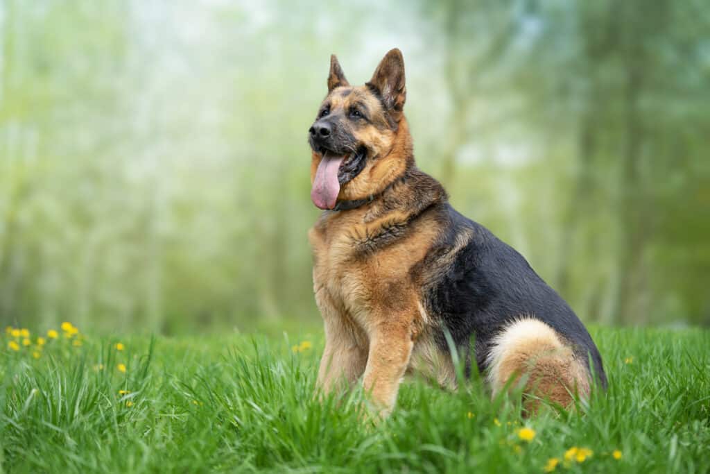 Are German Shepherds Good Guard Dogs? A Guide to Their Protective ...