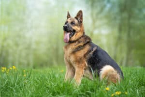 German Shepherd guard dog