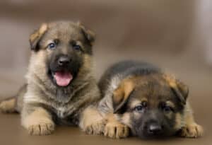how old should a German Shepherd be to breed