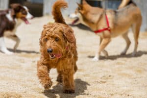 Goldendoodle with other dogs.