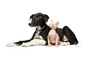 Greyhound puppy and Sphynx kitten.