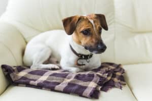 Jack Russell Eye Problems