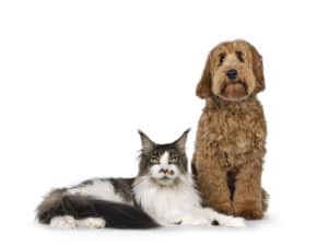 Labradoodle with cat