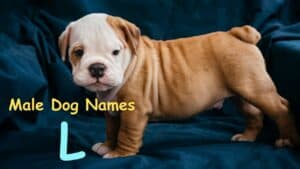 Male Dog Names - L