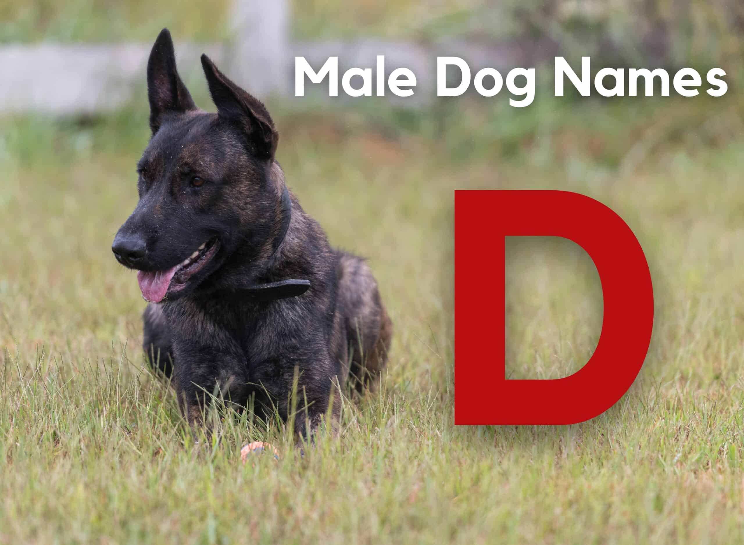 Male Dog Names - D