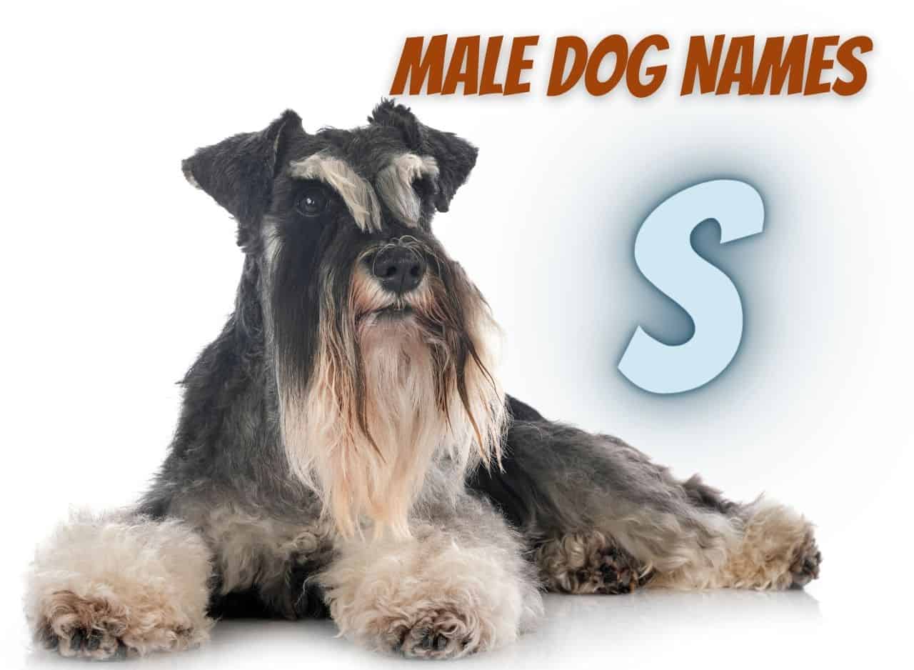 Male Dog Names - S