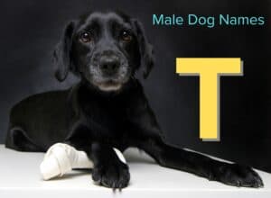 Male Dog Names - T