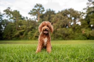 Mini Goldendoodle in the park