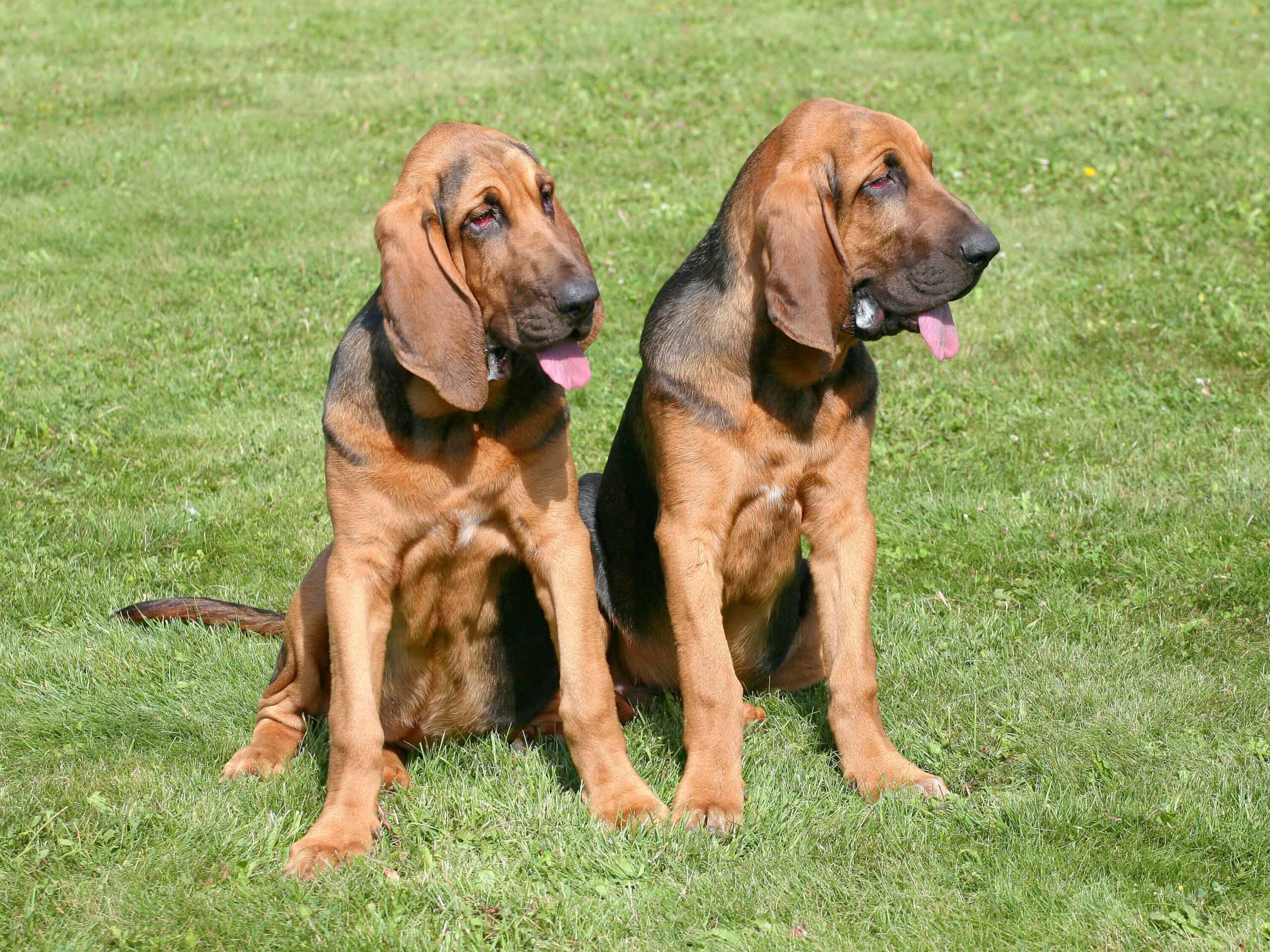 Pair of Bloodhounds.