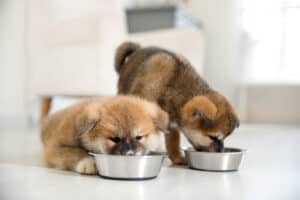 Puppy Feeding