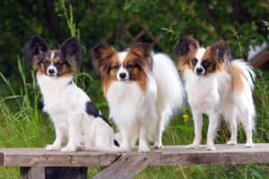 Three Papillons on bench