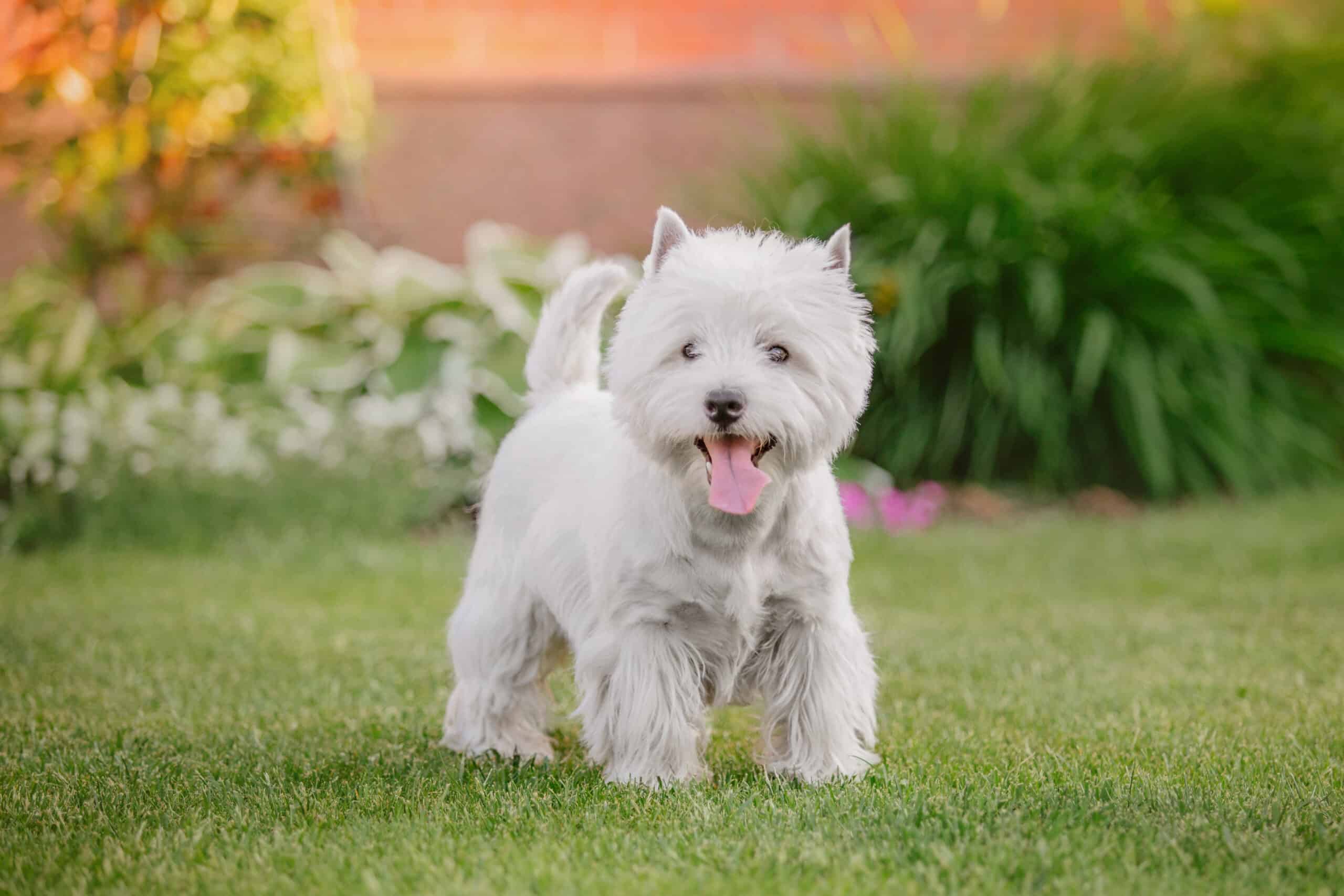West Highland White Terrier in the Yard