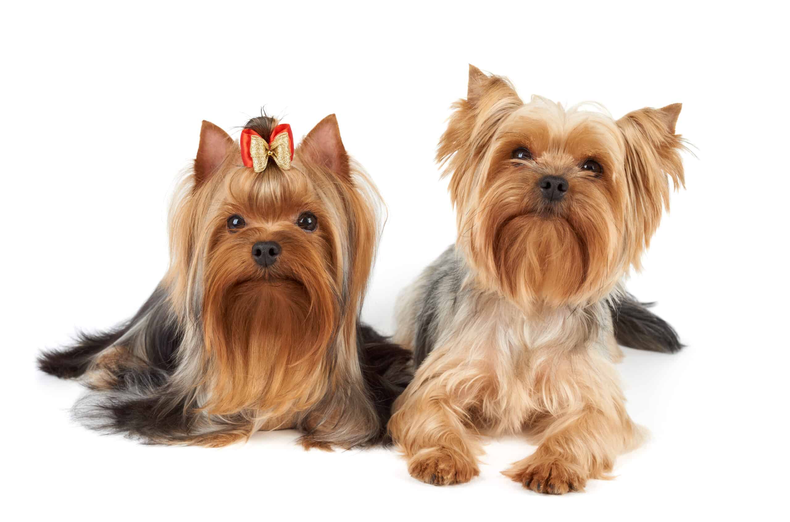 Care and Feeding of Yorkshire Terriers