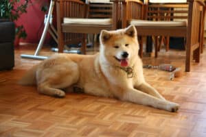 are akitas hypoallergenic?